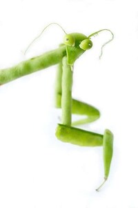 Edible Creature Sculptures Image 2