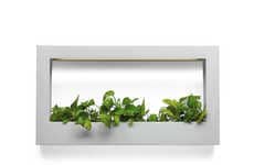 Lush Light Boxes
