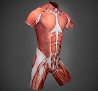 Anatomical Biker Attire Image 2