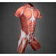 Anatomical Biker Attire Image 2