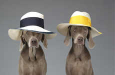 Lavish Dog Fashion Photography