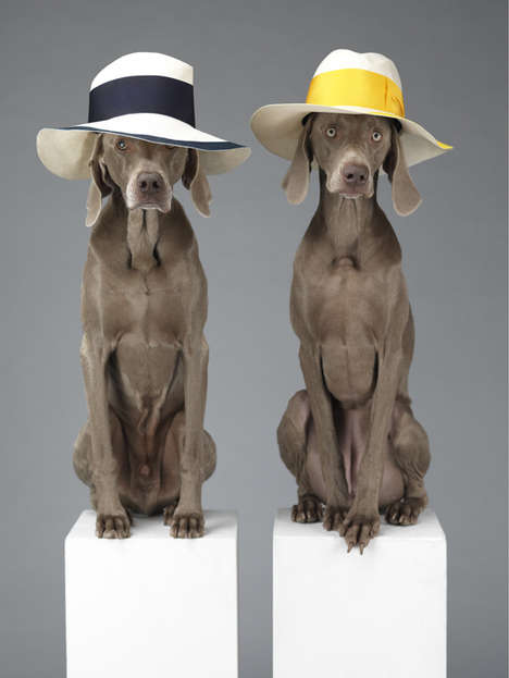 Lavish Dog Fashion Photography