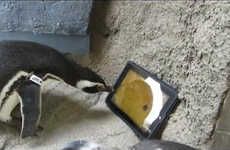 Penguin-Specific Tablets