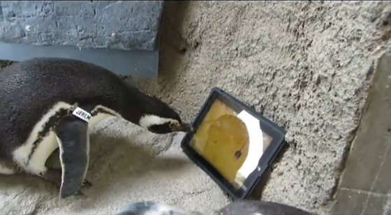 Penguin-Specific Tablets