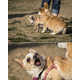 Intensely Excited Canine Photography Image 7