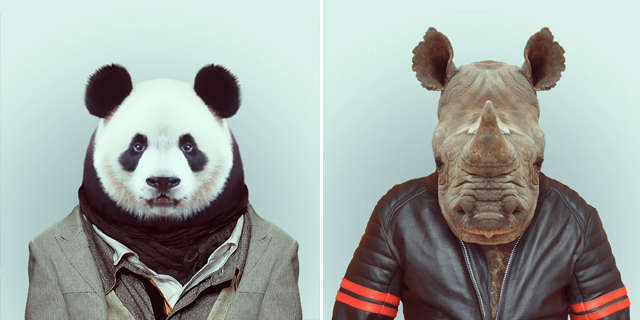 Dapperly Dressed Animal Captures