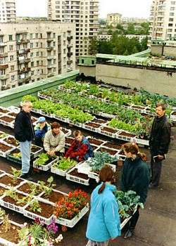 Terrace Farming