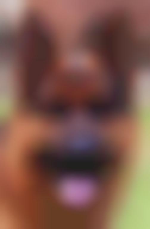 $85,000 Home Security Dogs