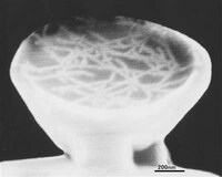 Microscopic Noodle Bowls