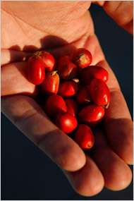 Miracle Fruit Parties Image 2