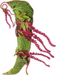 Botanical Shoes Image 2
