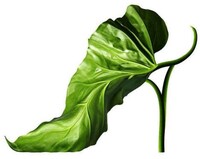 Botanical Shoes Image 5