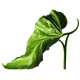 Botanical Shoes Image 5