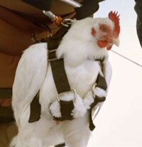 Hang Gliding Penguins Image 2