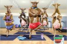 Cows Doing Yoga Before You Eat Them