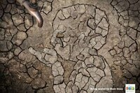 Personified Dirt Floor Ads