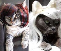 Wig Wearing Pets  Image 2