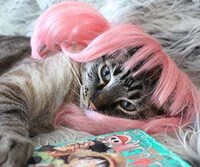 Wig Wearing Pets  Image 3