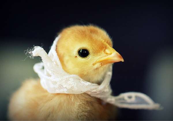 11 Examples of Dashing Animal Attire