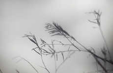 Moody Foliage Photography