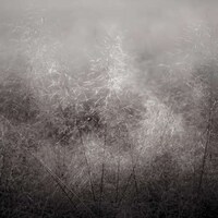 Moody Foliage Photography Image 2