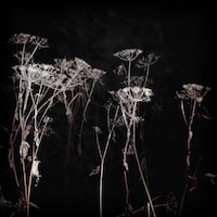 Moody Foliage Photography Image 3