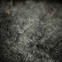 Moody Foliage Photography Image 4
