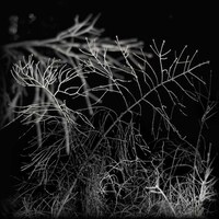 Moody Foliage Photography Image 8