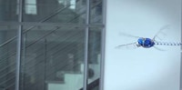 Whimsical Robotic Dragonflies Image 3