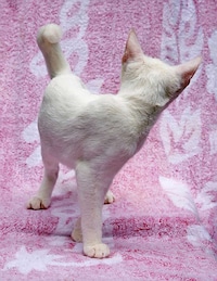 Reversed Feline Portraits Image 2