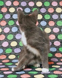 Reversed Feline Portraits Image 3