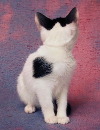 Reversed Feline Portraits Image 5
