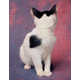 Reversed Feline Portraits Image 5