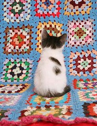 Reversed Feline Portraits Image 6