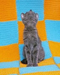Reversed Feline Portraits Image 8