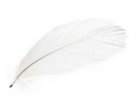 Avian Plumage Fridge Adhesives Image 4