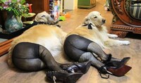 Pantyhose Pooch Portraits Image 2