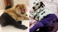 Pantyhose Pooch Portraits Image 3