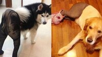 Pantyhose Pooch Portraits Image 4