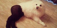 Pantyhose Pooch Portraits Image 5