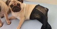 Pantyhose Pooch Portraits Image 6