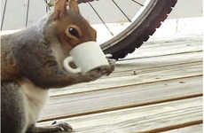 Squirrel-Sized Java Mugs (UPDATE)