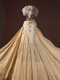 Personifed Canine Campaigns Image 3