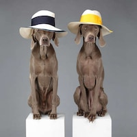 Personifed Canine Campaigns Image 5