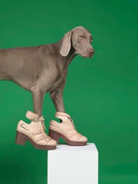 Personifed Canine Campaigns Image 7