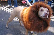 Lion Dog Costumes