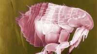 Microscopic Bacteria Space Suits Image 2
