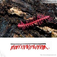 Millipede Dining Tables Image 7