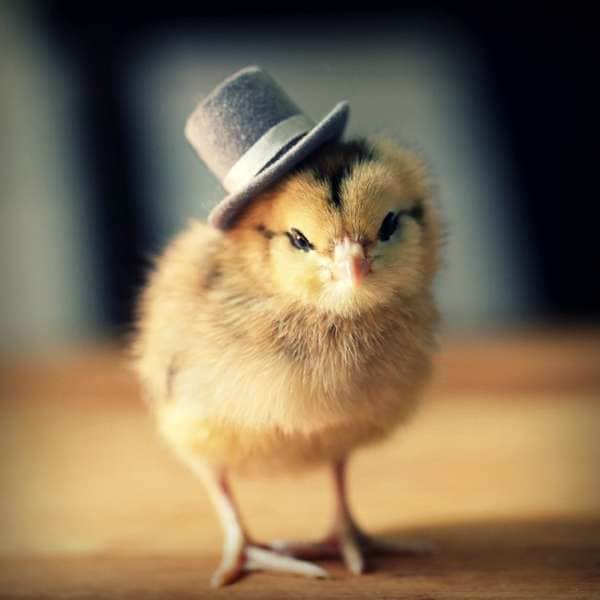 17 Top Hat-Inspired Designs