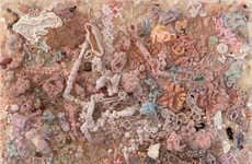 Seashell Inspired Installations